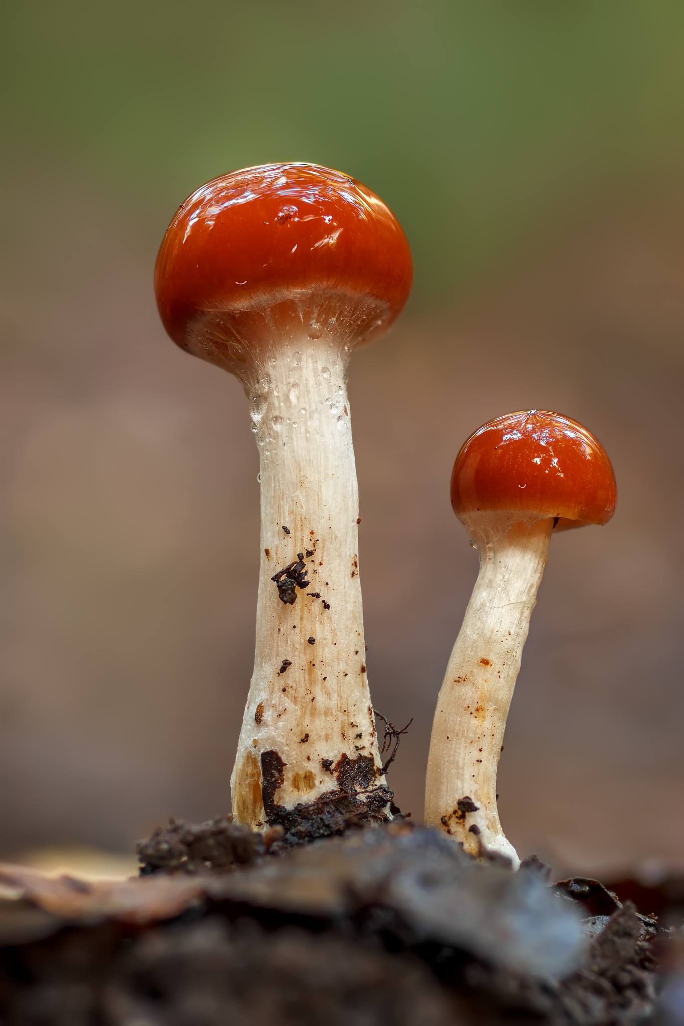 Cortinarius sp.