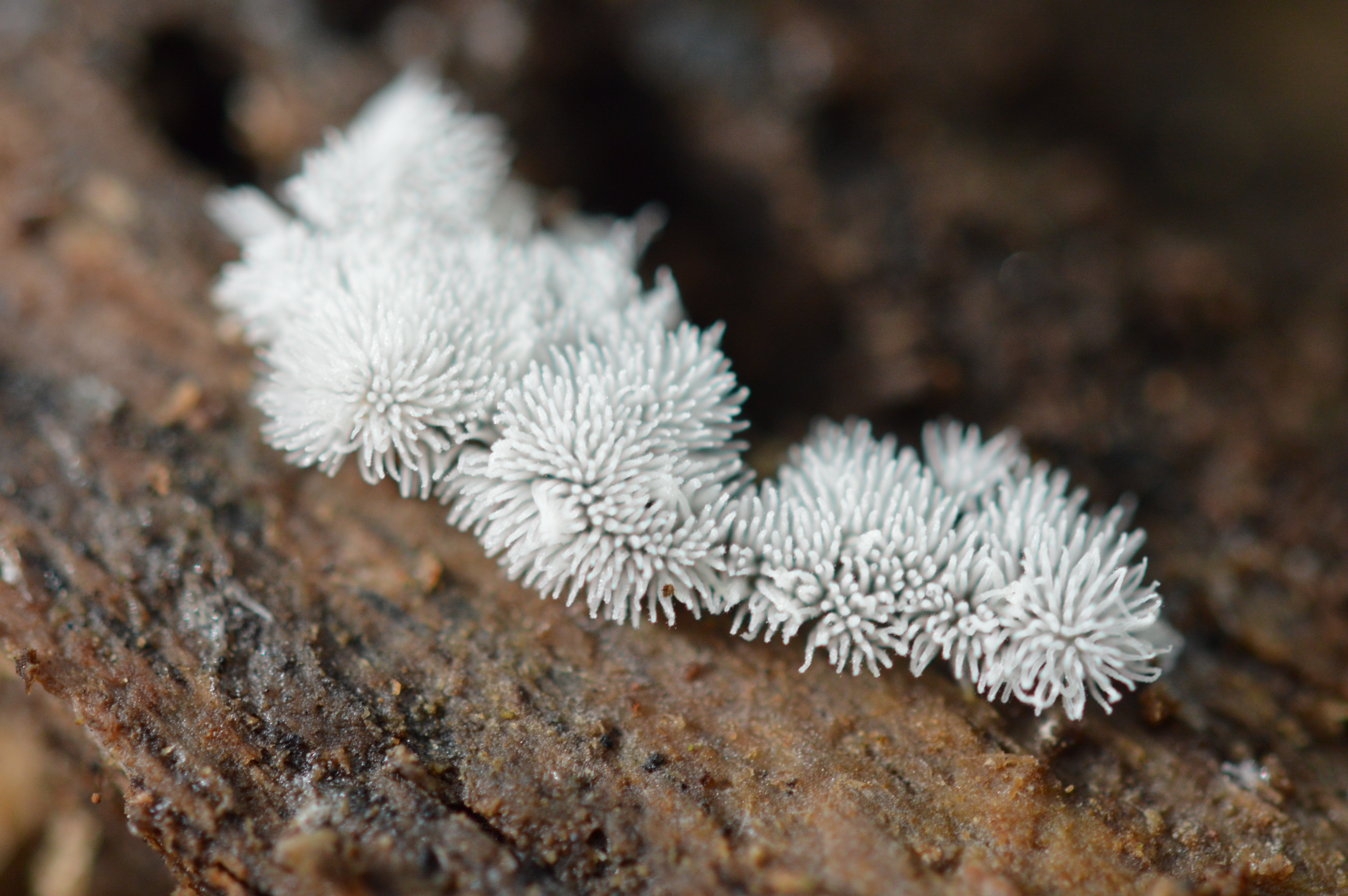 Ceratiomyxa sp.