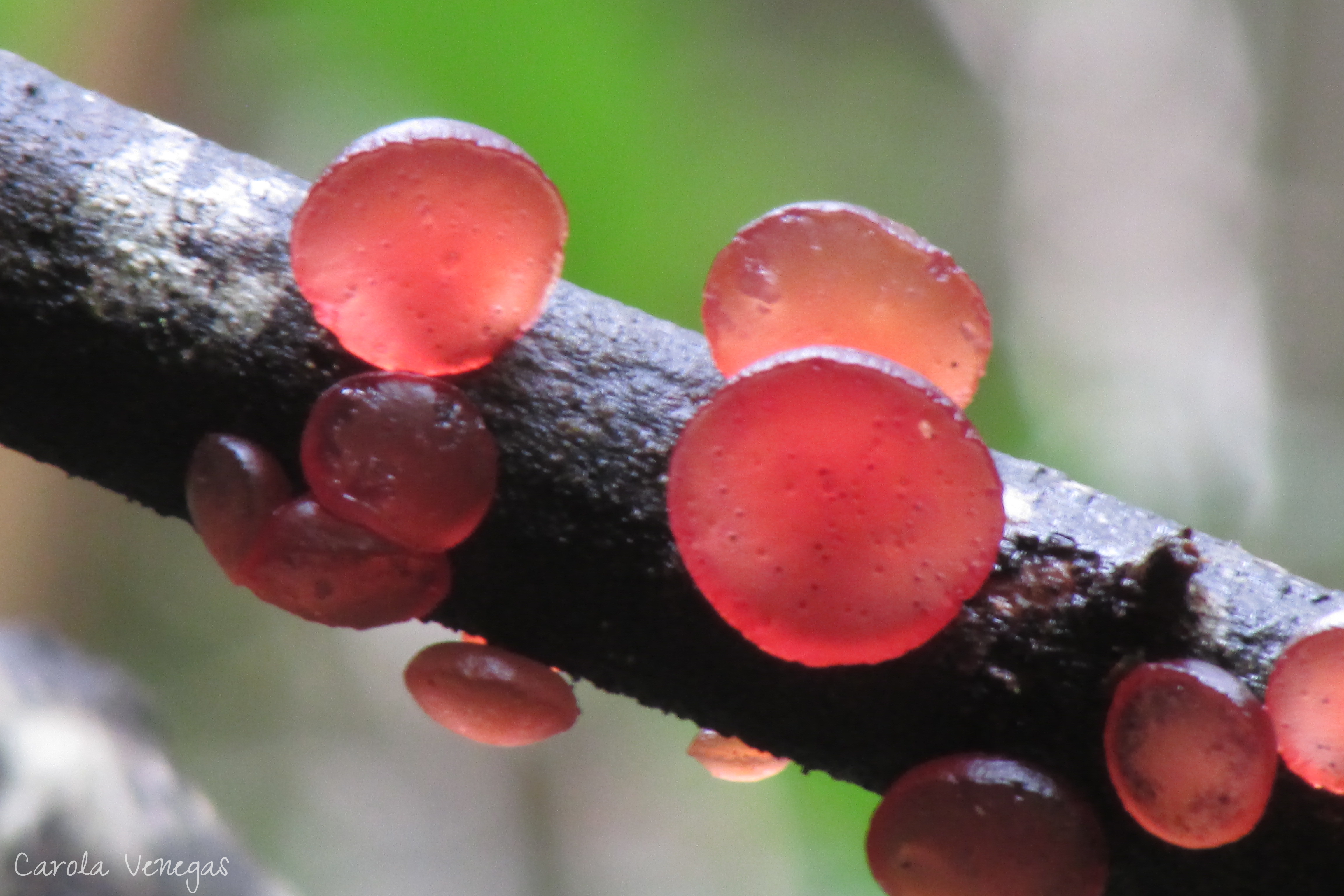 Guepiniopsis alpina
