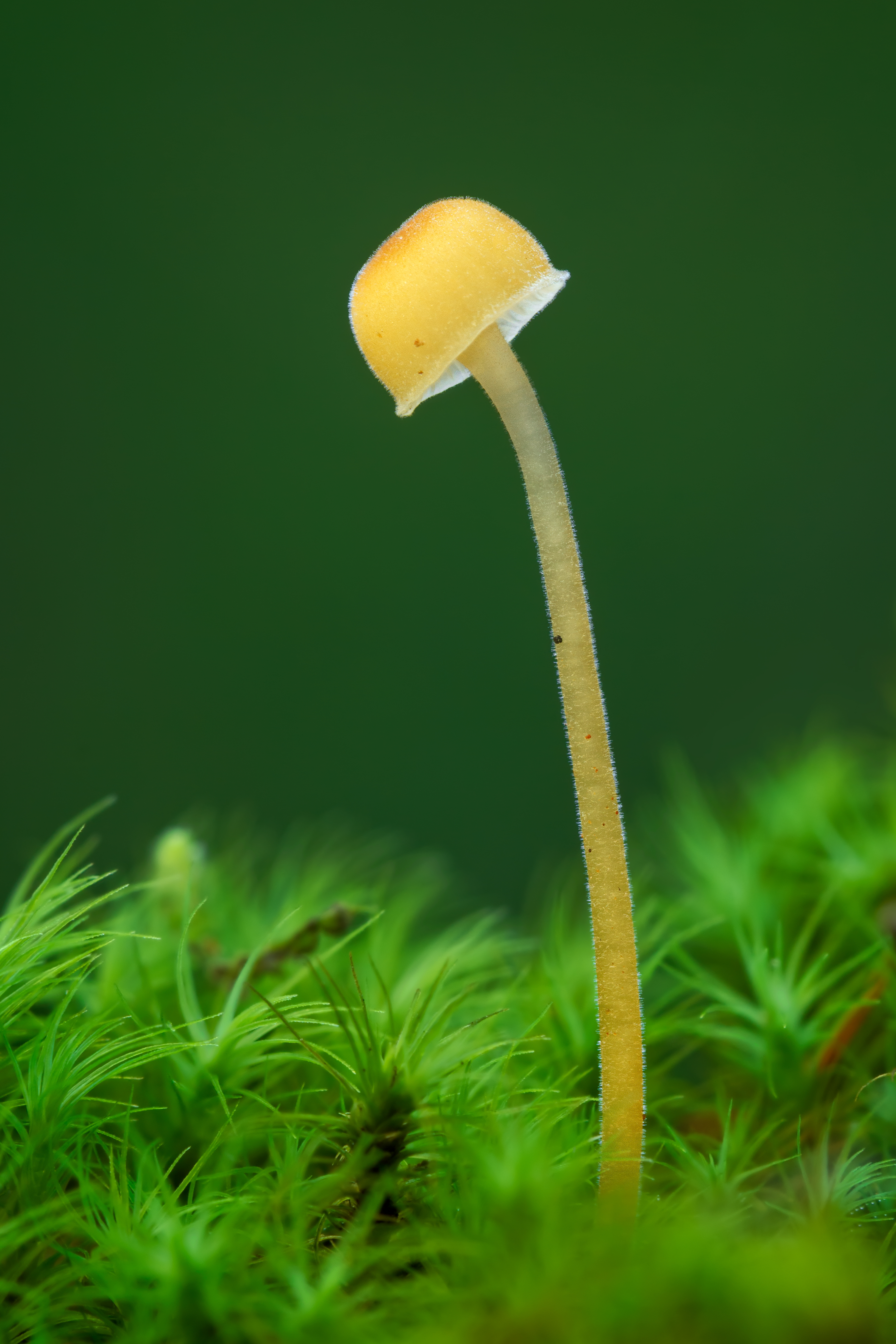 Rickenella fibula