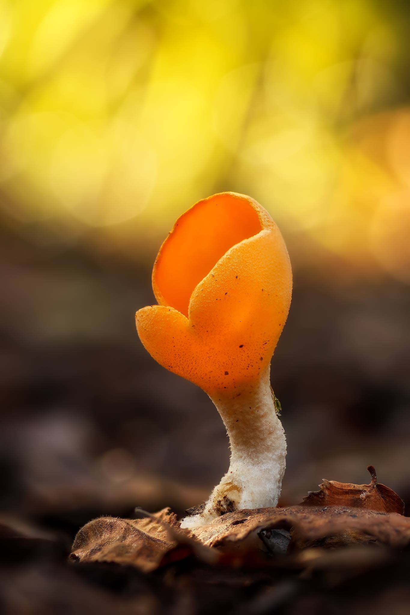 Sowerbyella rhenana