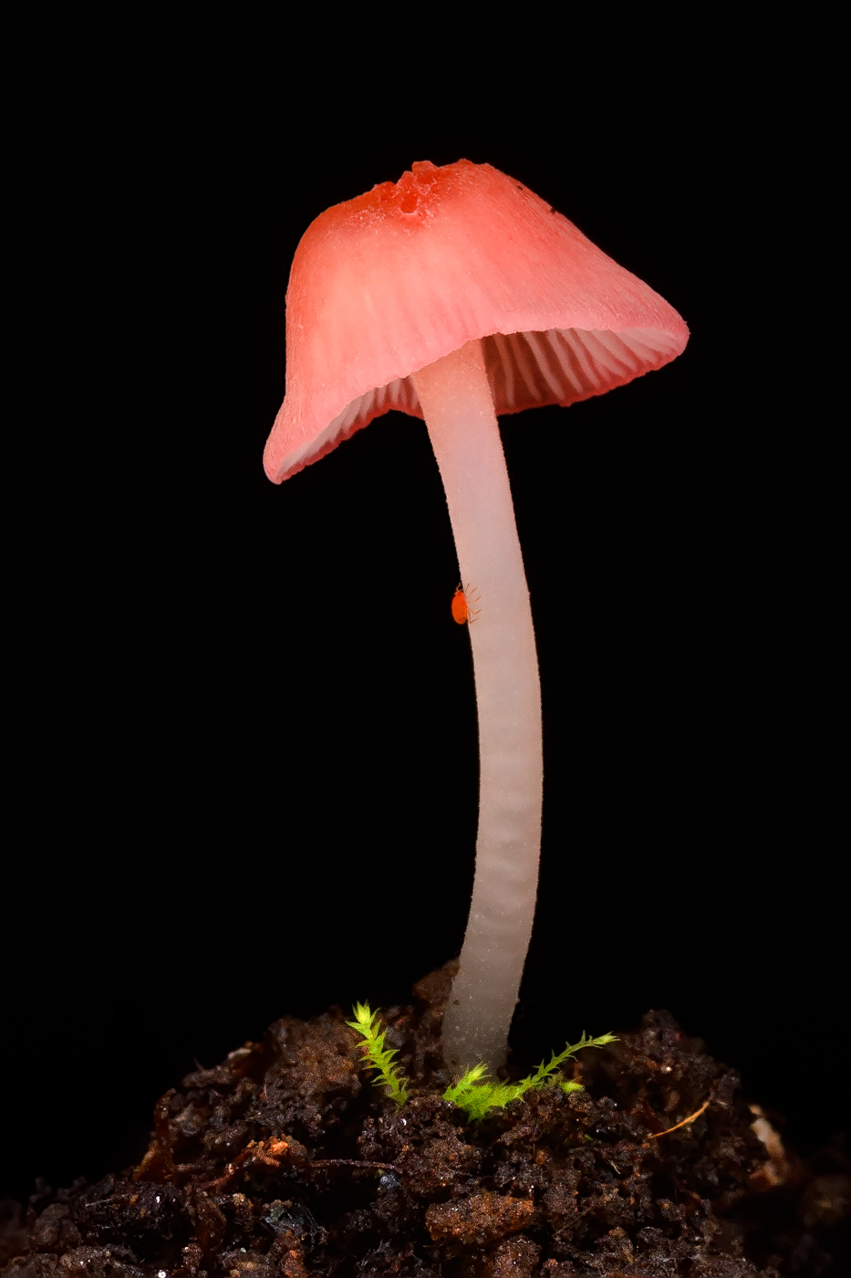 Mycena rubella