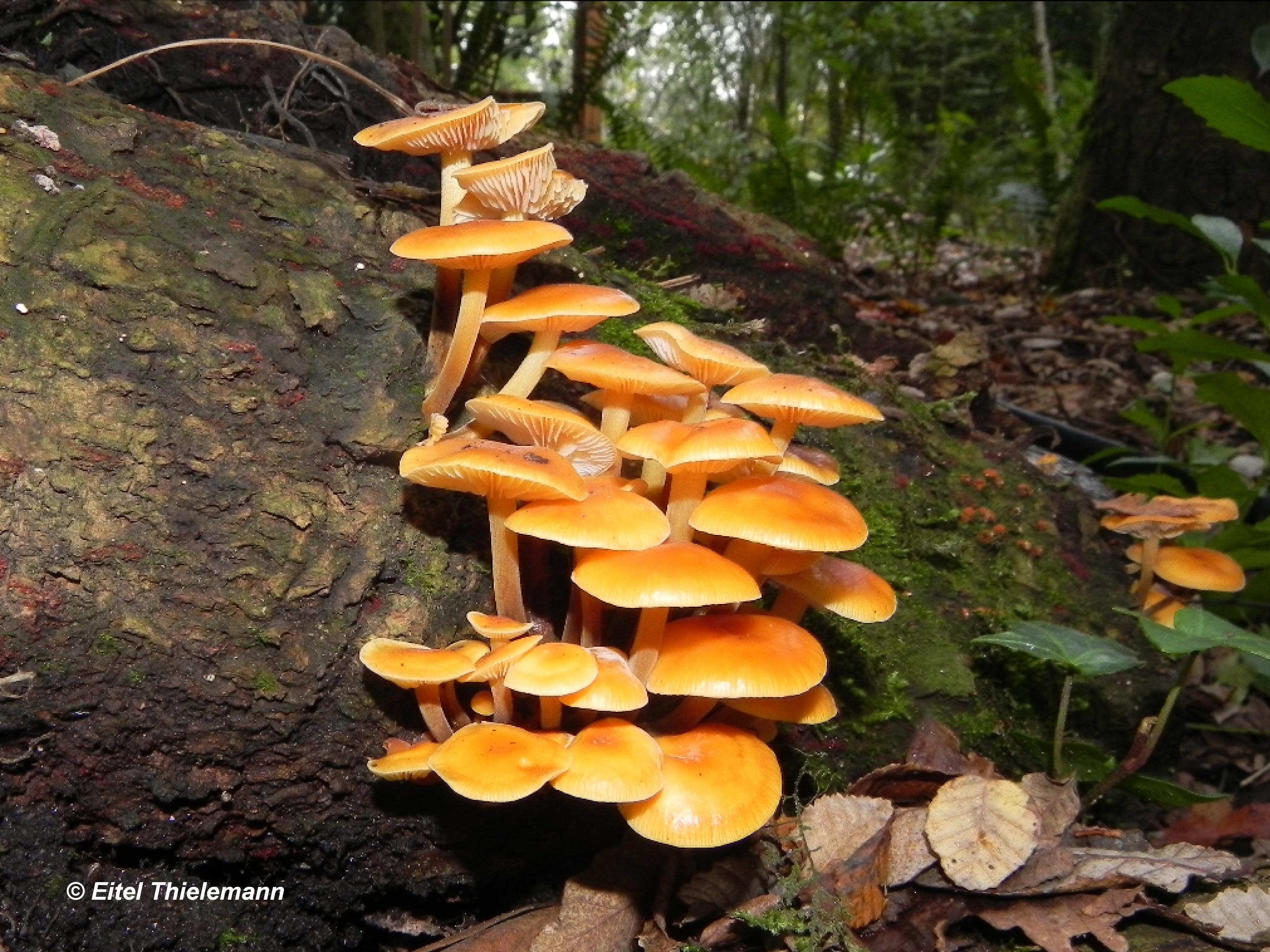 Flammulina velutipes
