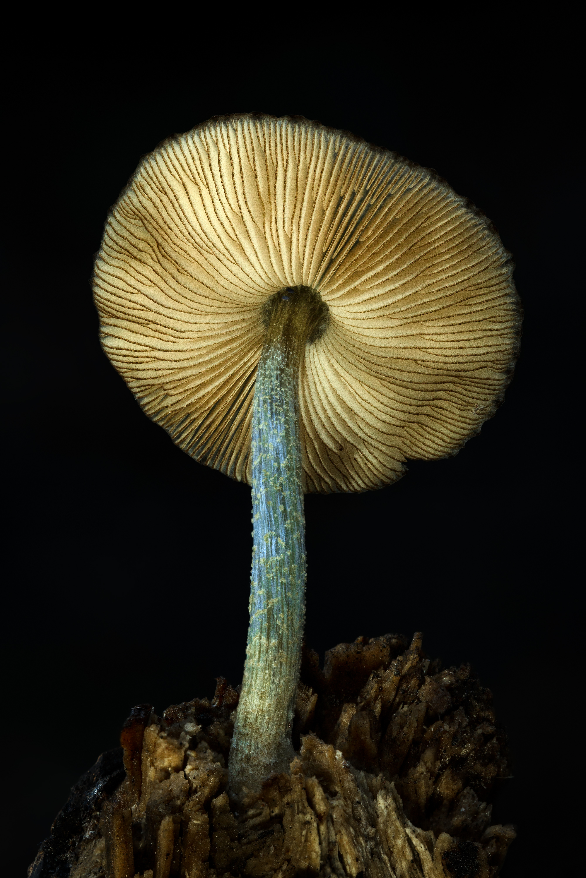Pluteus sp.