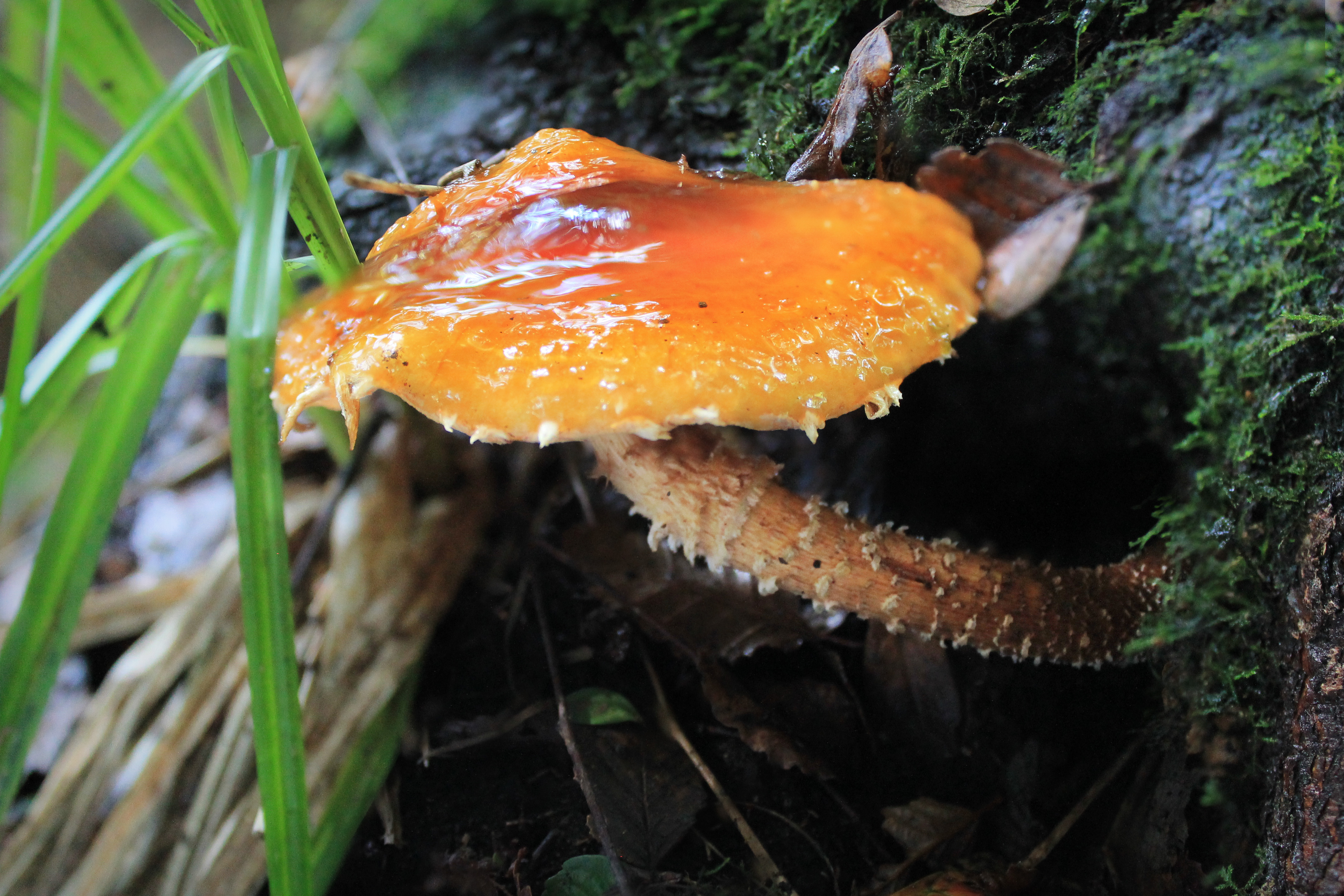 Pholiota sp.