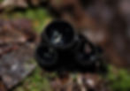 Pseudoplectania sp.