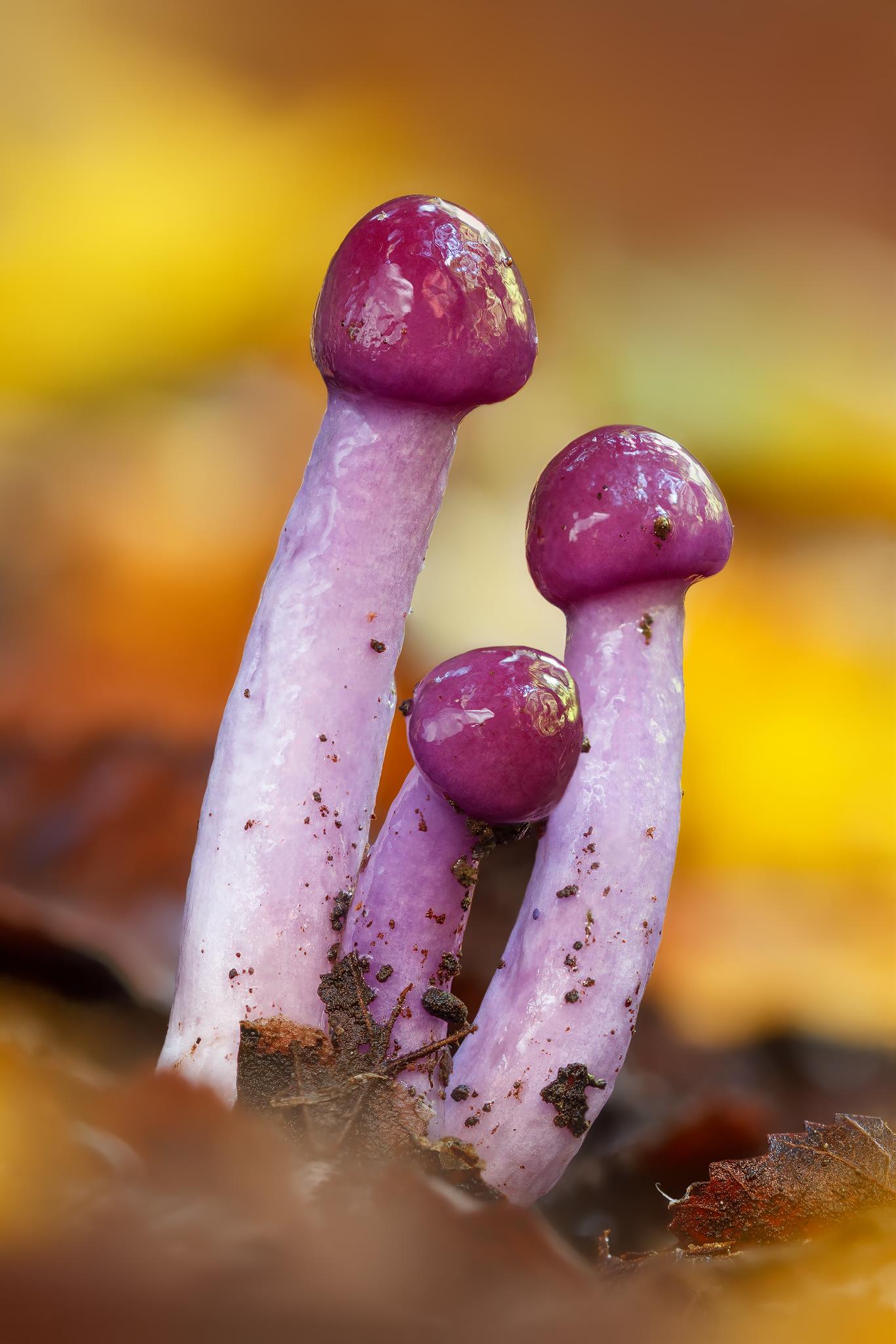 Cortinarius magellanicus