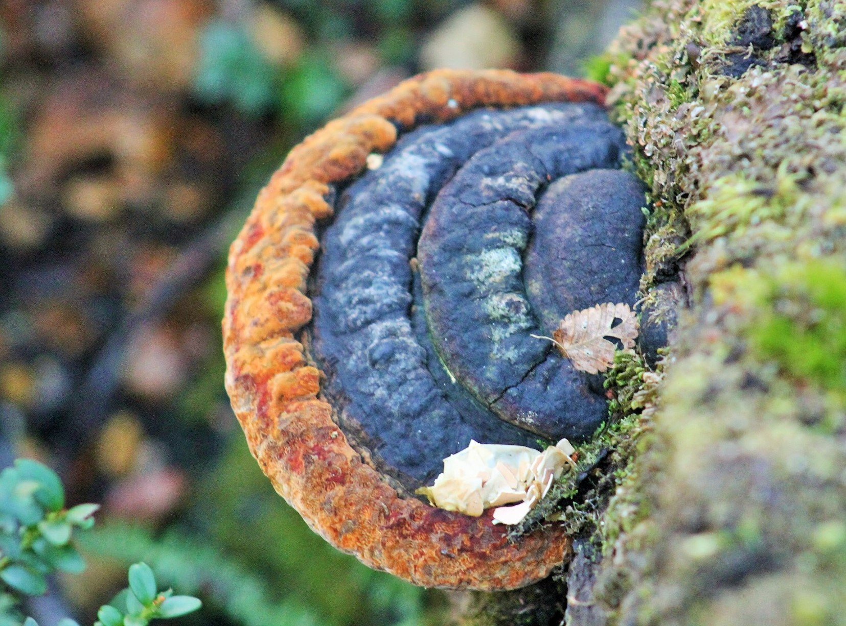 Phellinus andinopatagonicus