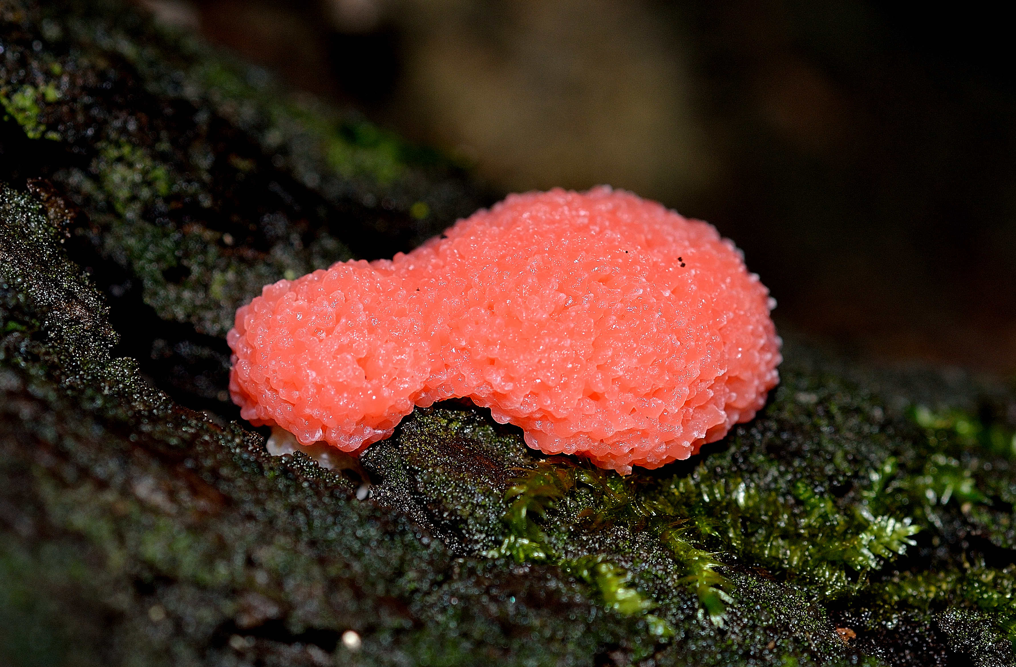Tubifera sp.