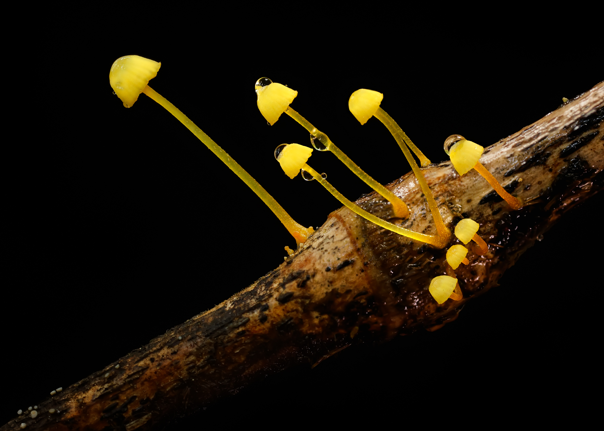 Mycena chusqueophila