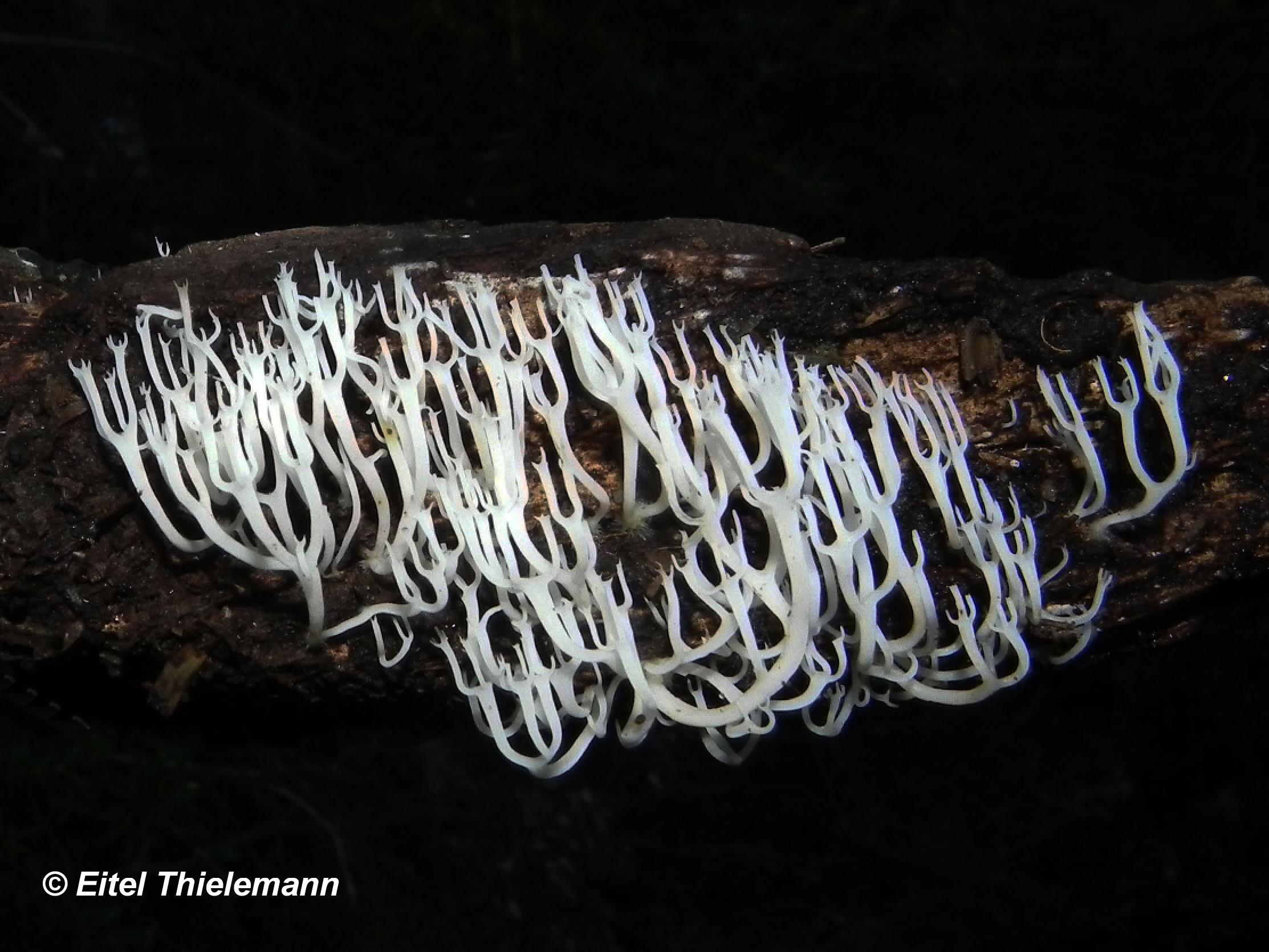 Clavicorona turgida