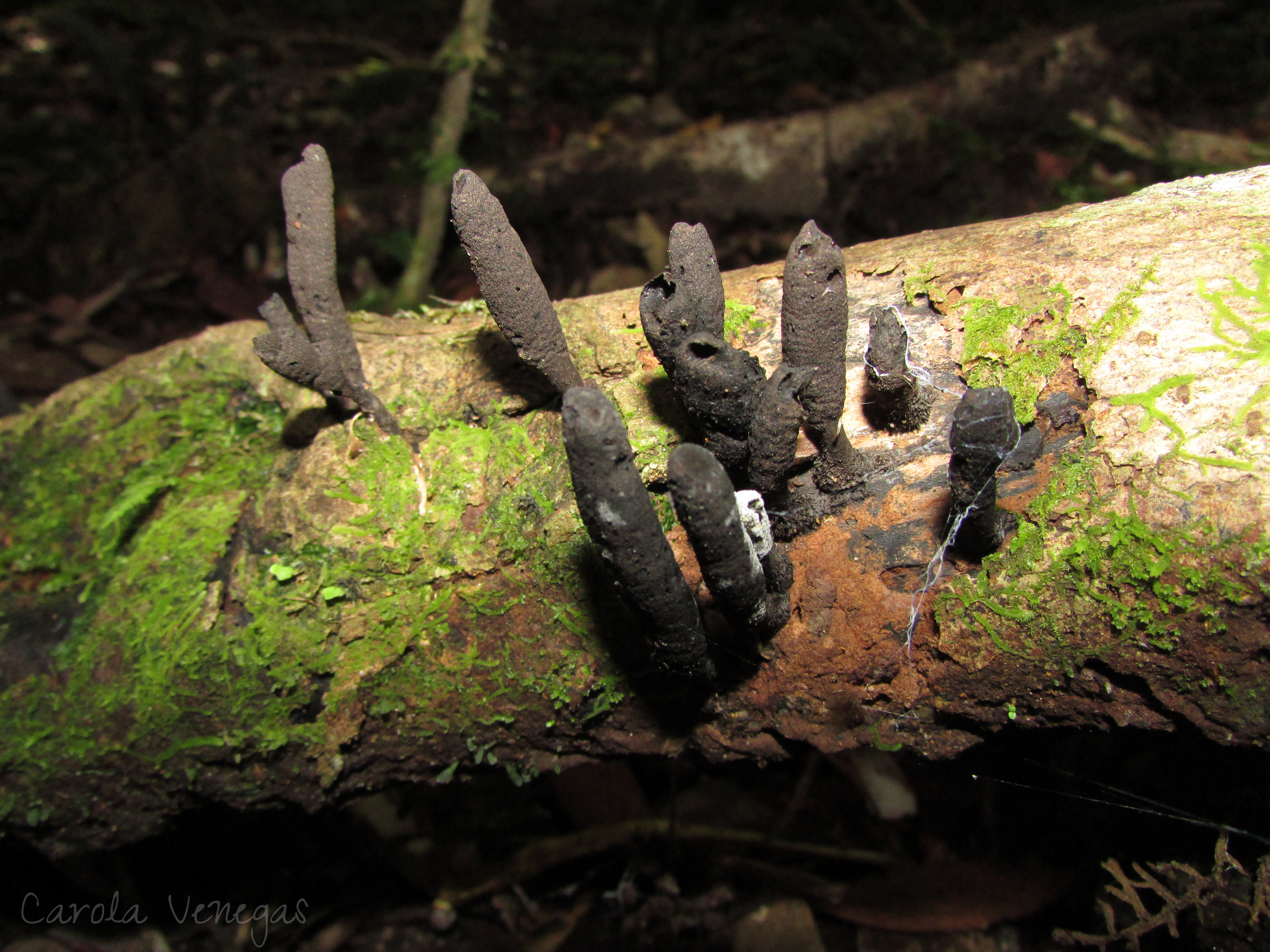 Xylaria polymorpha