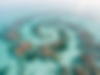 Coral2.png