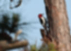 Red Headed Woodpecker