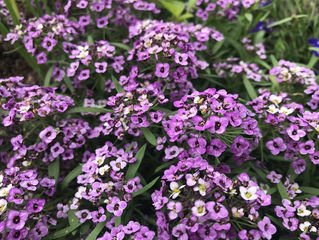 Sabiduría Diaria 07.06.2018