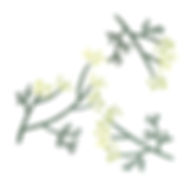 a bunch of dill herbs
