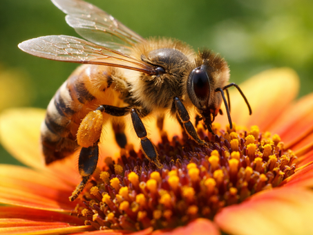 Pilates Soulful Sunday: The Tiny Creatures That Feed the World