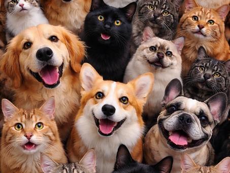 Pilates Wellness Wednesday: Loving Our Pets Without Ignoring the Chemicals