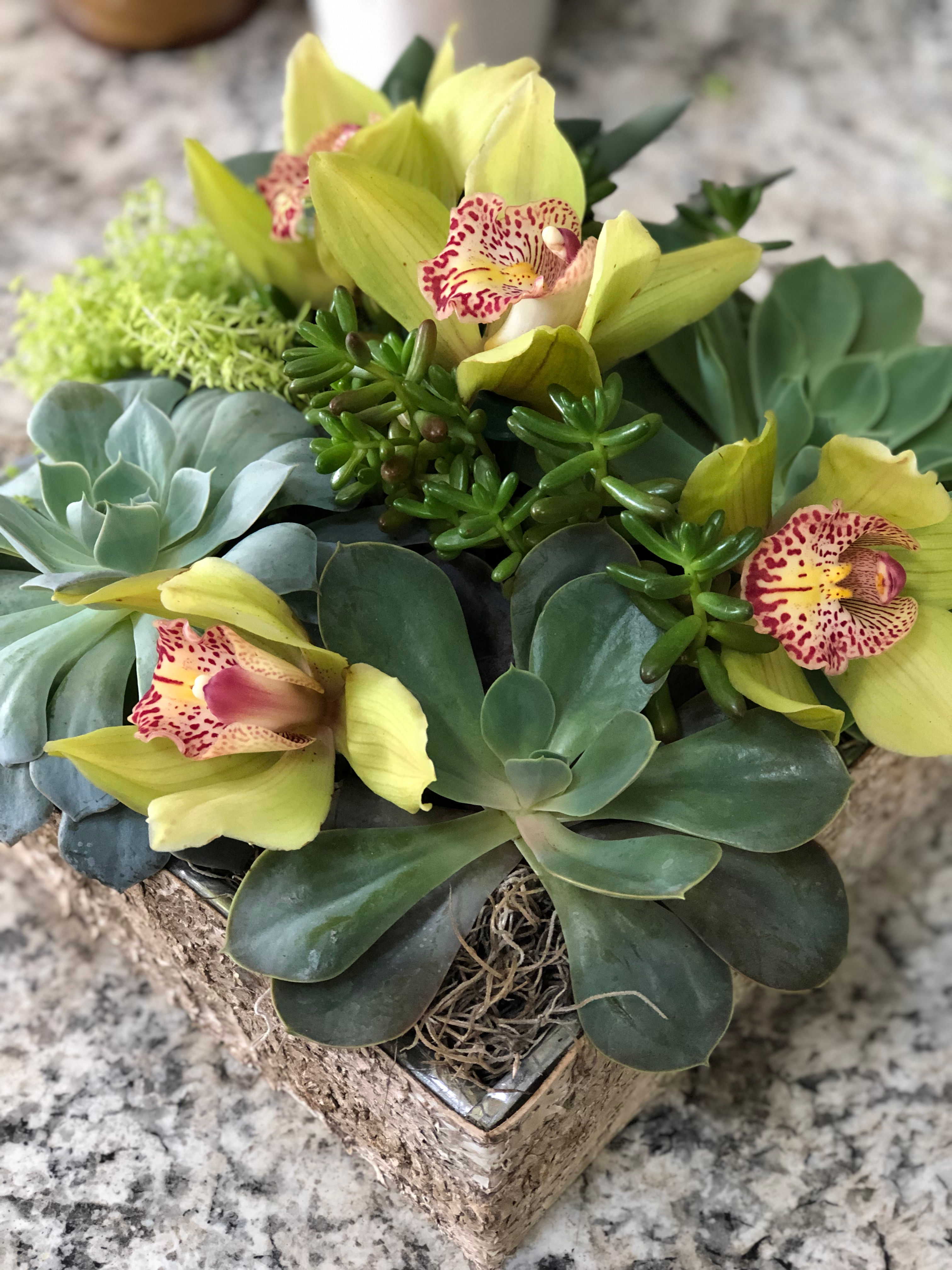 Succulent garden with orchid blooms