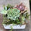 Thumbnail: Succulent gardens
