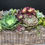 Thumbnail: Succulent gardens