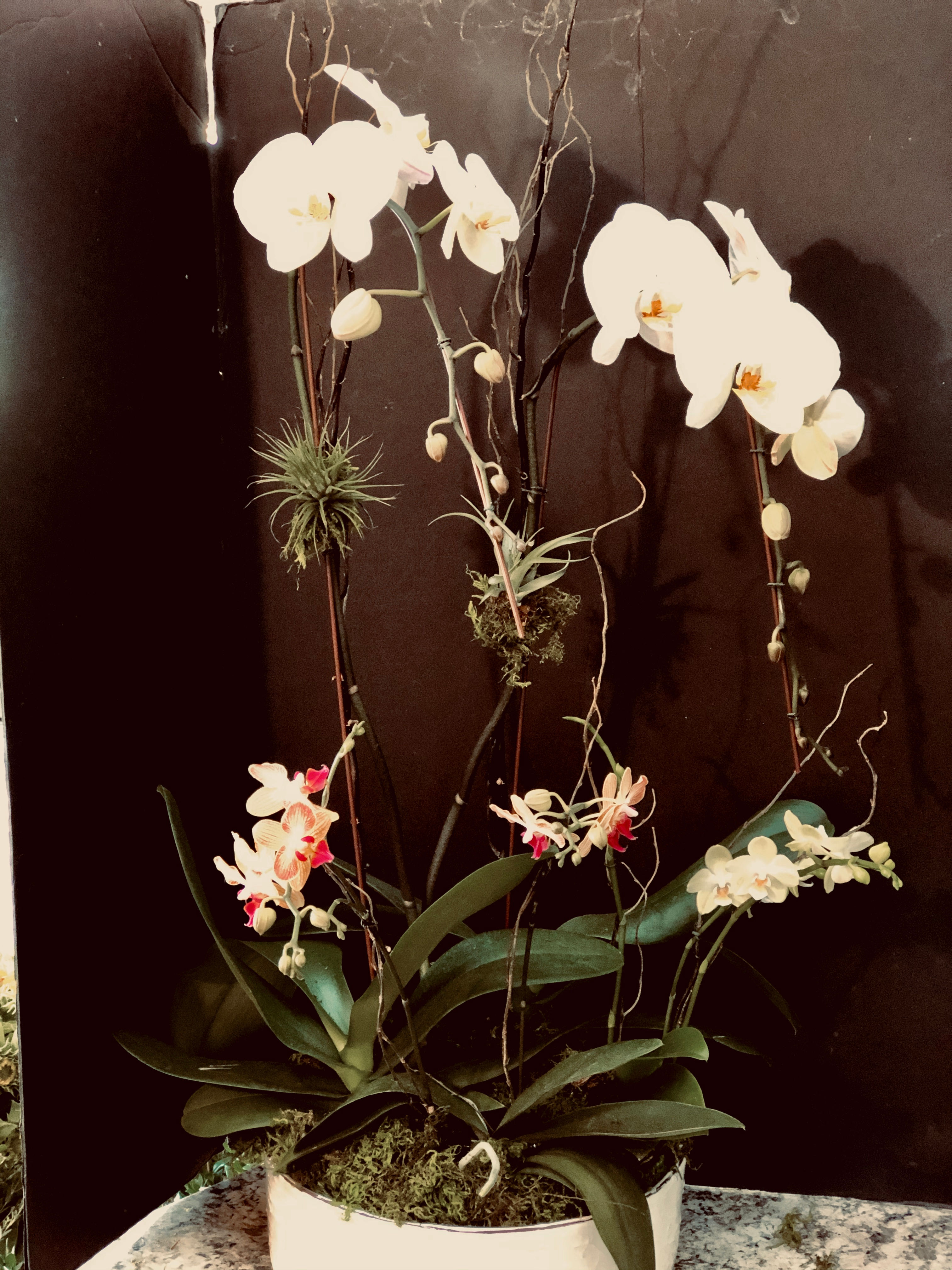 Orchids and air plants