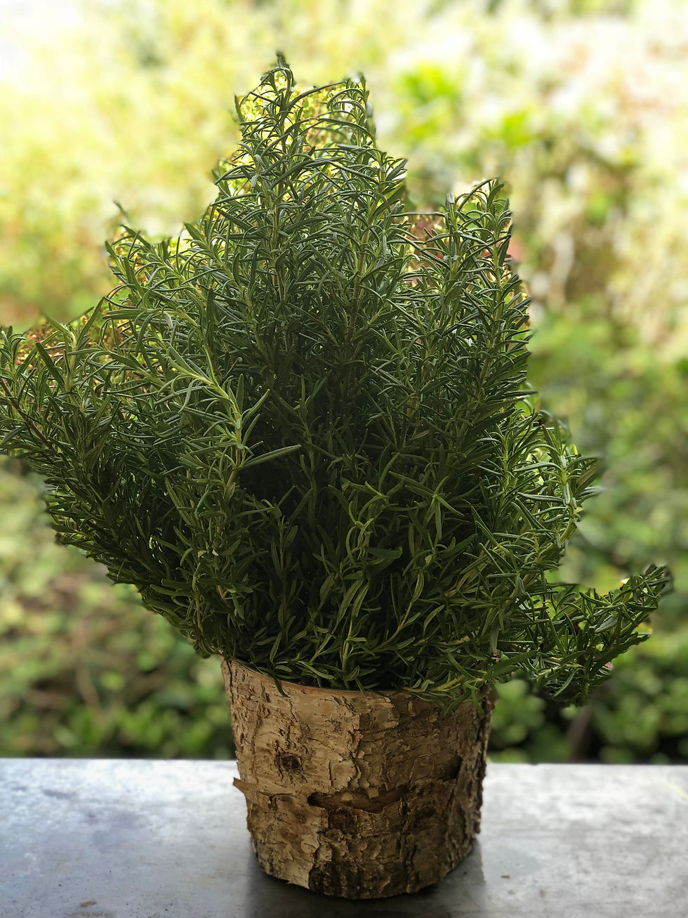 Rosemary