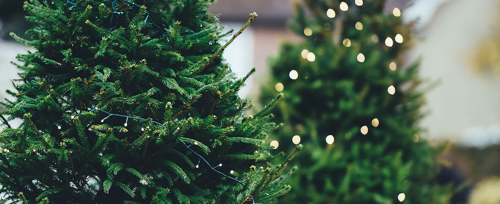 Decorated Christmas Trees