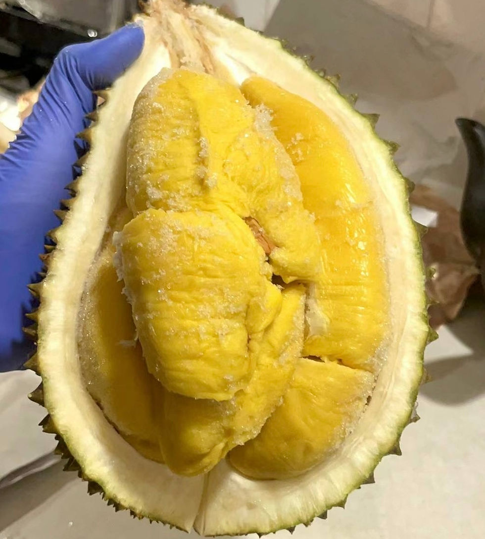 Thumbnail: Musang King Durian, Frozen Trays, Directly Imported to the USA!