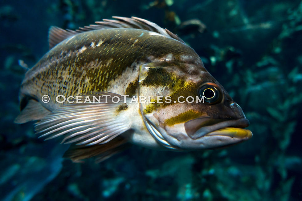 Thumbnail: Wild Alaskan Quillback Rockfish