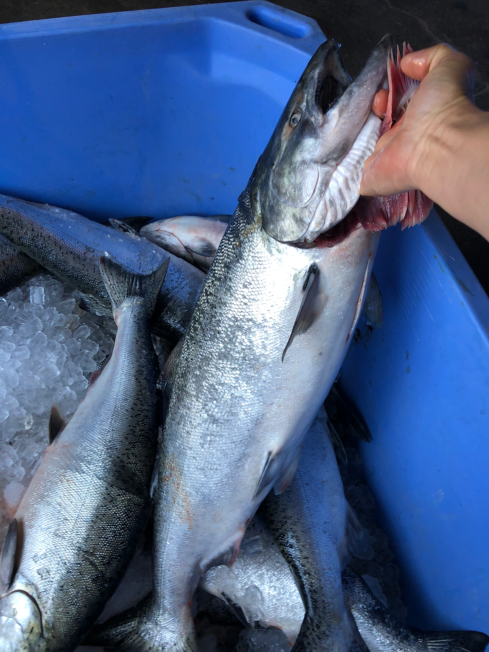 Thumbnail: Wild Alaska Ocean-Run King Salmon （ 30 Pounds)