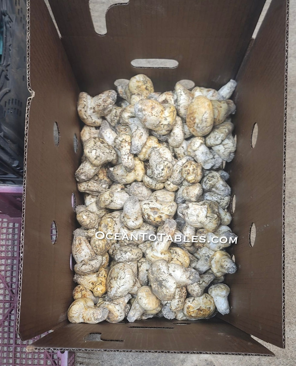 Thumbnail: Oregon Wild Matsutake