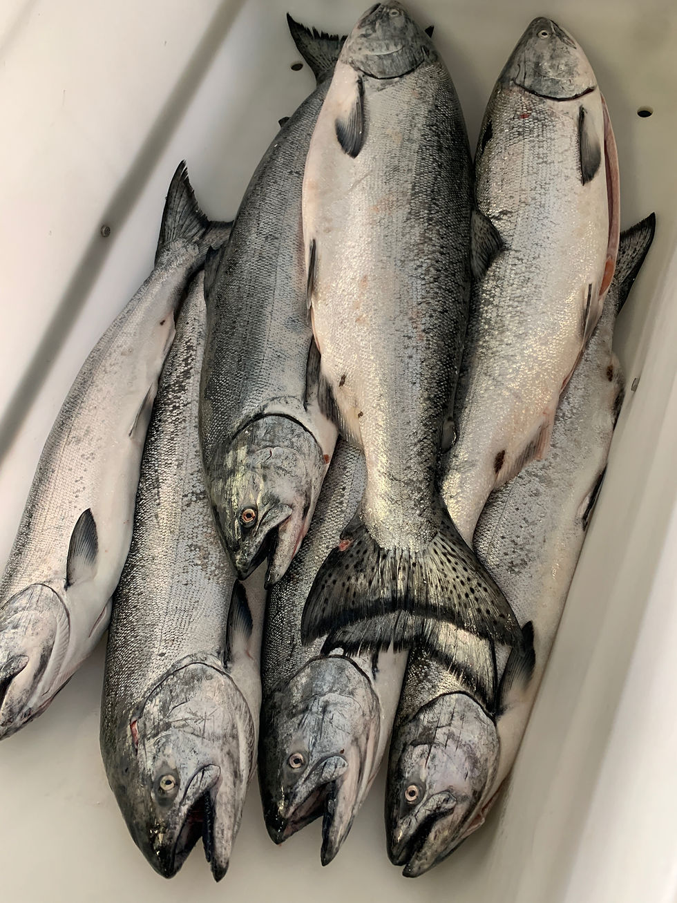 Thumbnail: Wild Alaska Ocean-Run King Salmon （ 30 Pounds)