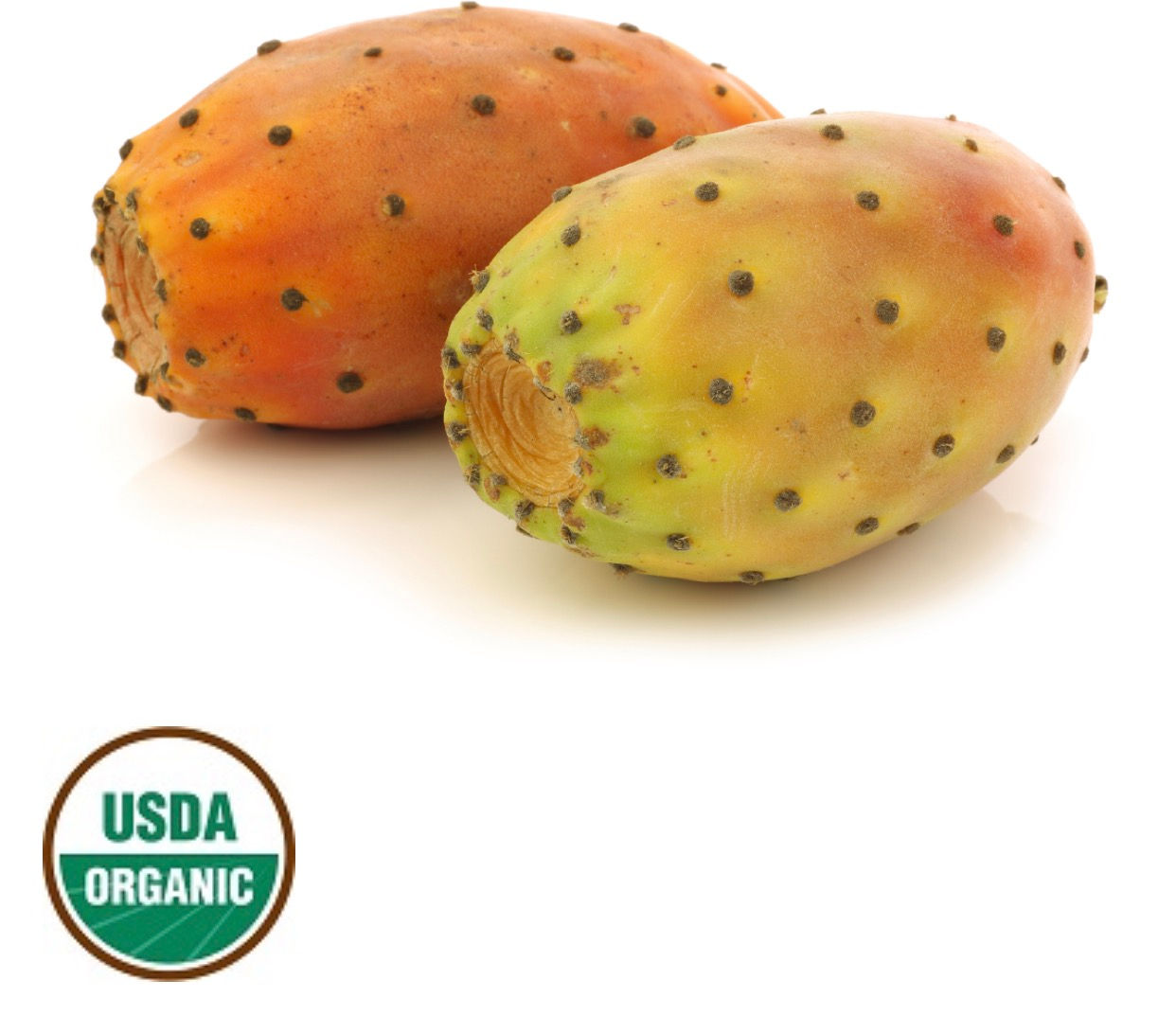 Prickly Pear Seed Oil ~ Virgin Organic ~ 1 oz ~