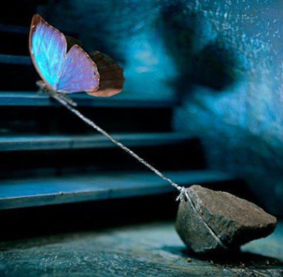 butterfly pulling stone.jpg