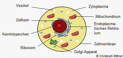 Eukaryotenzelle.png