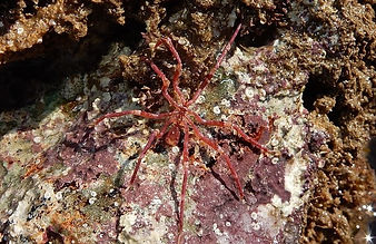Scharlachrote Asselspinne.jpg