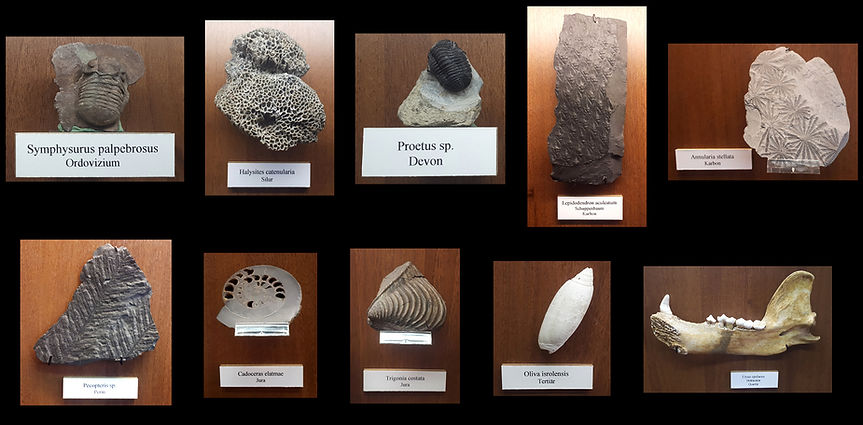Dem Verlauf der Erdgeschichte nach geordnete Fossilien.