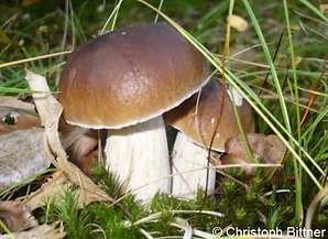 Steinpilz.png