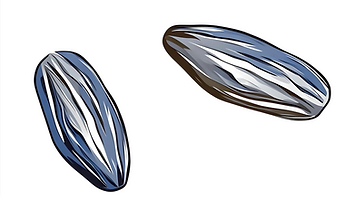 Melonenqualle.png