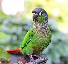 Green Cheek Conure1.jpg