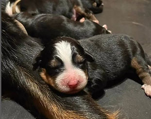 Puppy2.jpg