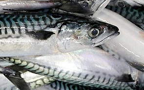 Mackerel.jpg