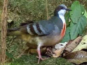 Bleeding Heart Dove2.jpg