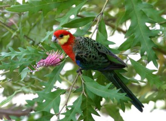 Stanley Rosella2.jpg