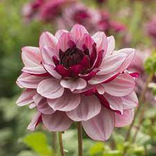 Dahlia Creme de Cassis