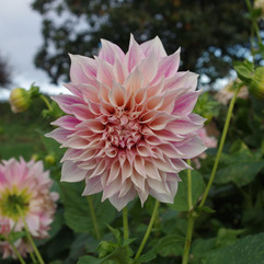 Café au Lait Rosé