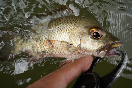 ORCA ハミングバード ビーク パックロッド ガウラクラフト オルカ ツララ ORCA ハミングバード ビーク パックロッド ガウラクラフト オルカ