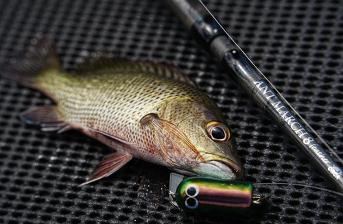 ORCA fishing rod [new ANT MARCH8 feather]ベイトモデル | orca