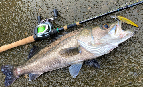 ORCA fishing rod [STINGRAY SPIRE] | orca
